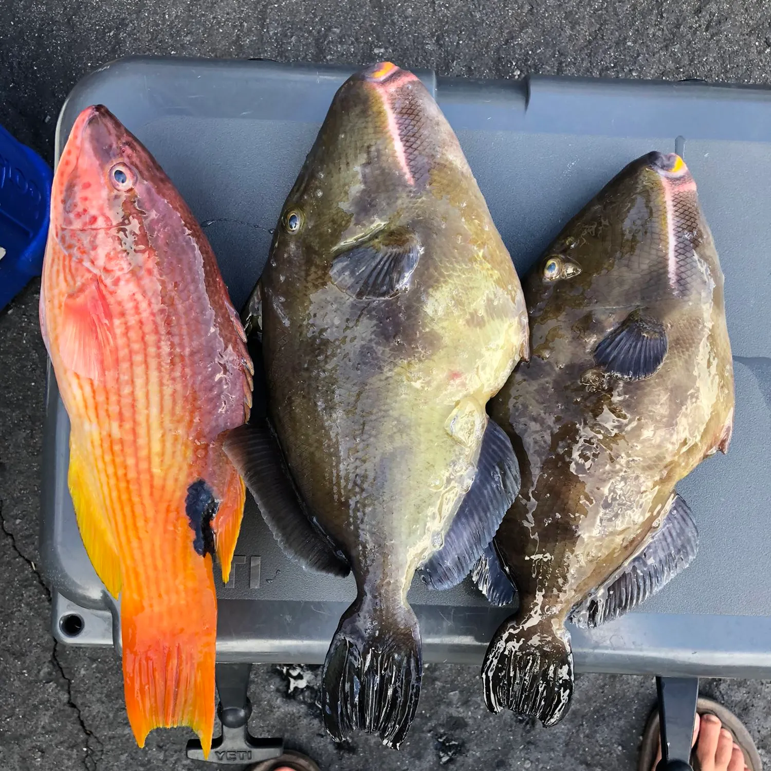 recently logged catches