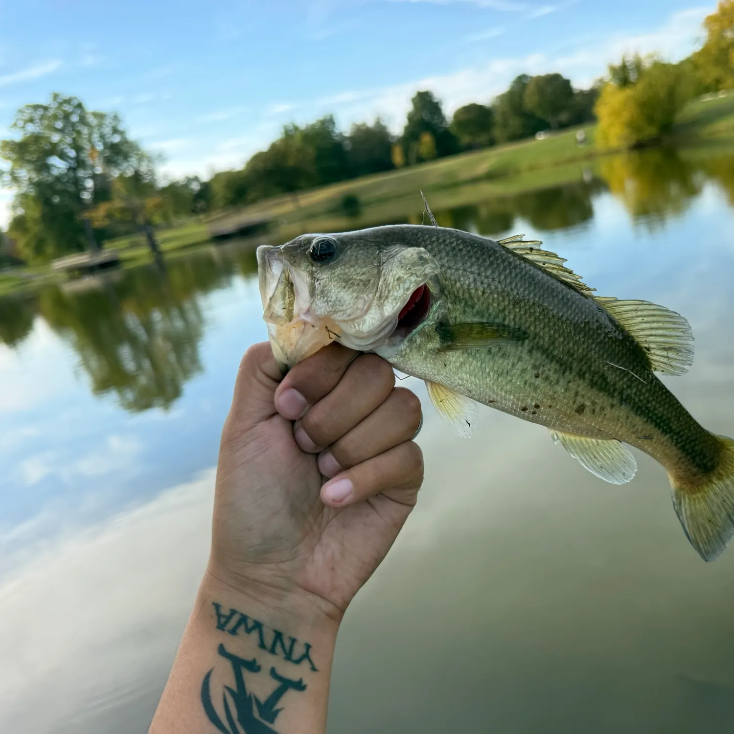 Largemouth bass caught on Fishbrain