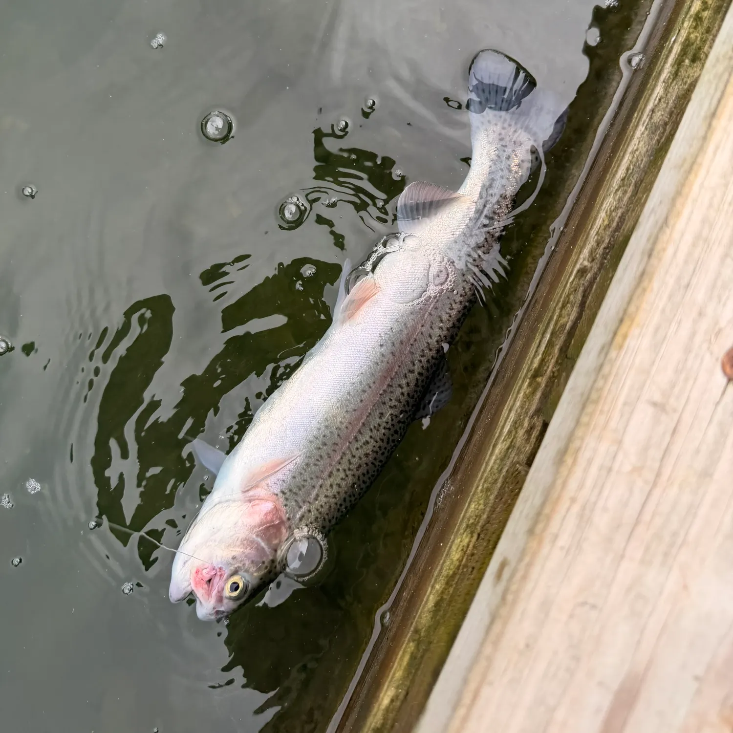 Rainbow trout caught on Fishbrain