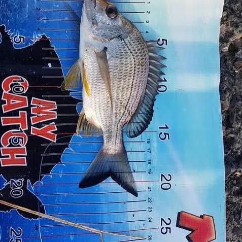 Surf bream caught on Fishbrain