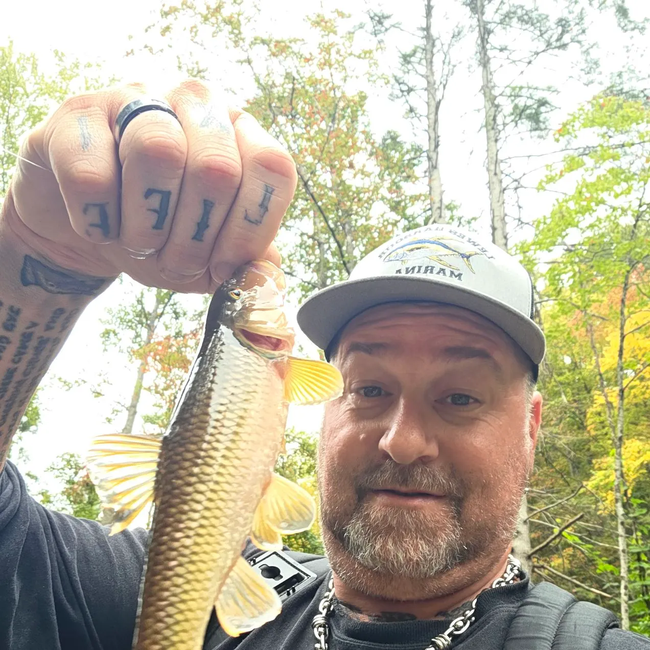 The most recent Bull chub catches on Fishbrain