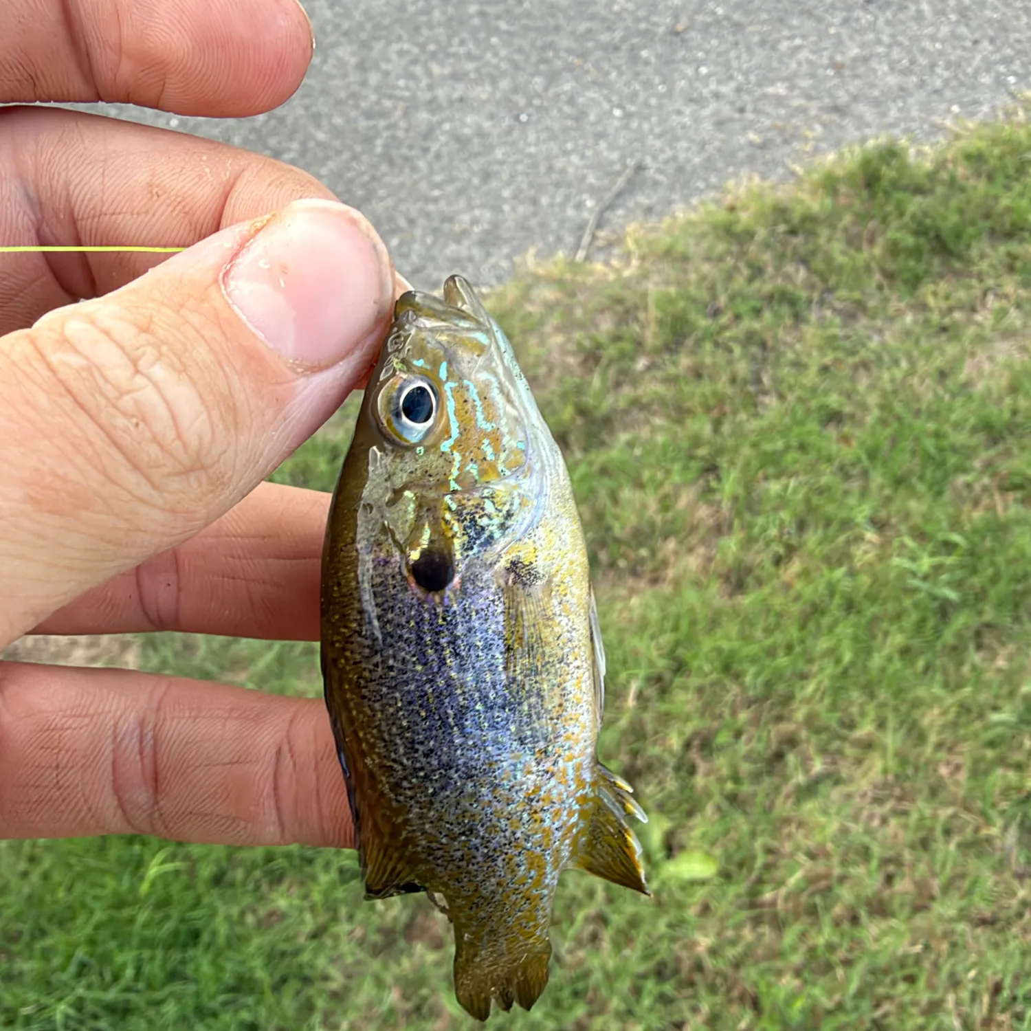 Green sunfish caught on Fishbrain