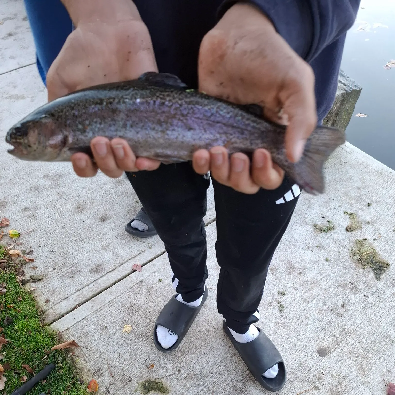 Rainbow trout caught on Fishbrain