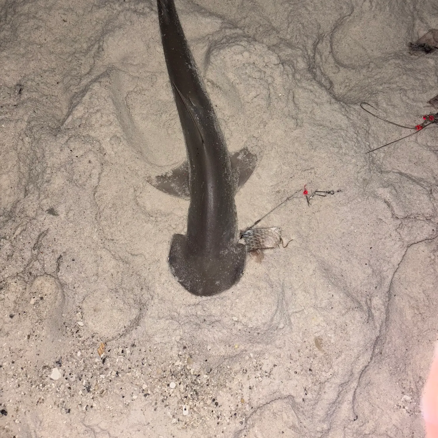 The most recent Bonnethead shark catches on Fishbrain