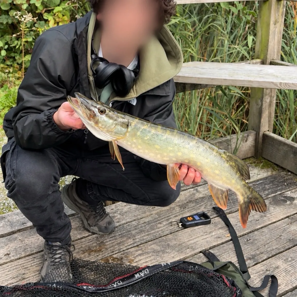Northern pike caught on Fishbrain