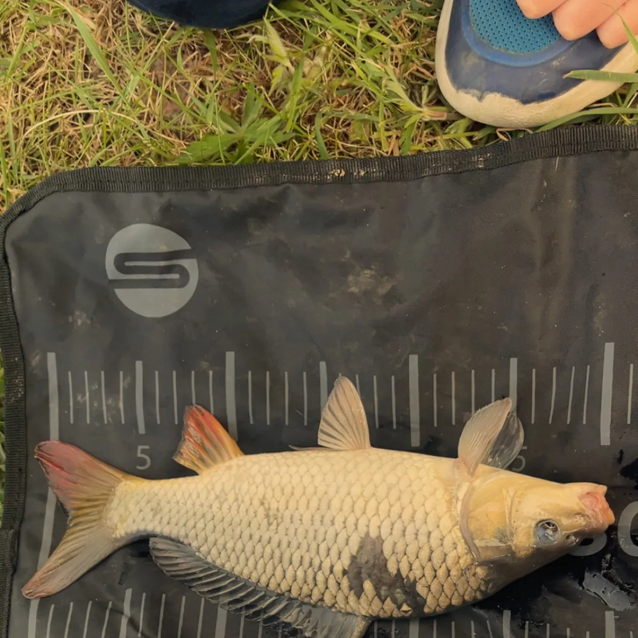 The most recent Common rudd catches on Fishbrain
