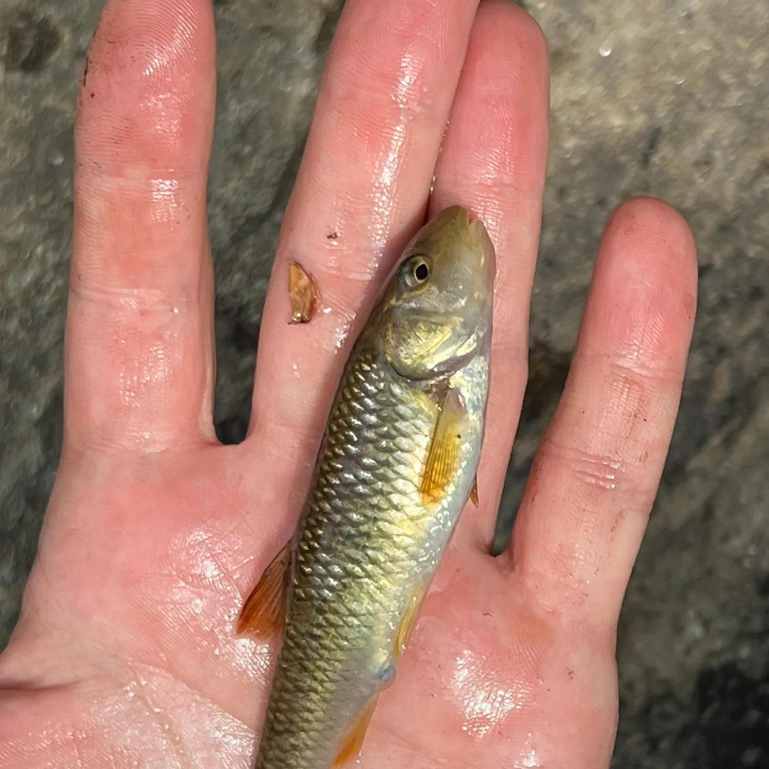 The most popular recent River chub catch on Fishbrain