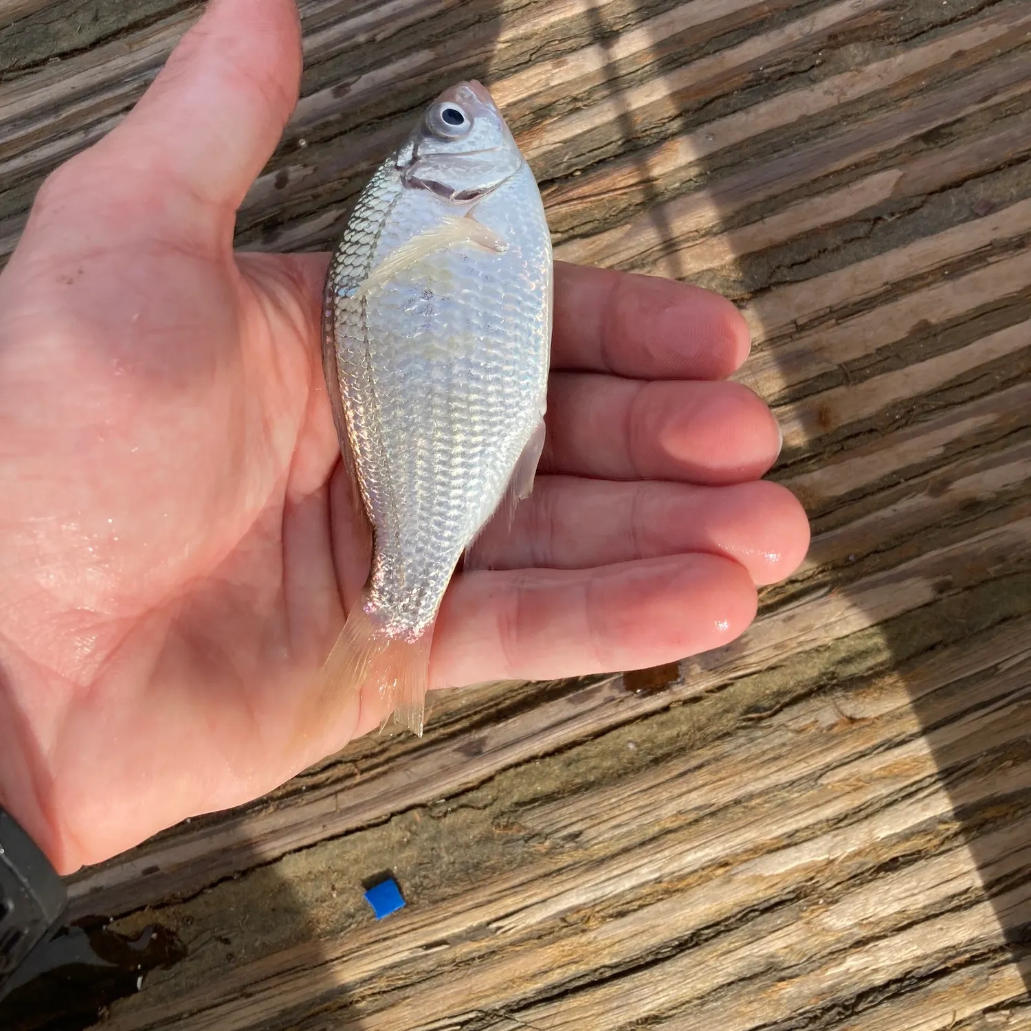 The most recent Shiner perch catches on Fishbrain