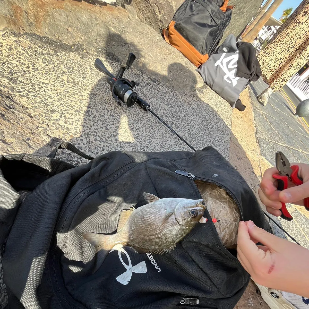 The most recent Bermuda sea chub catches on Fishbrain