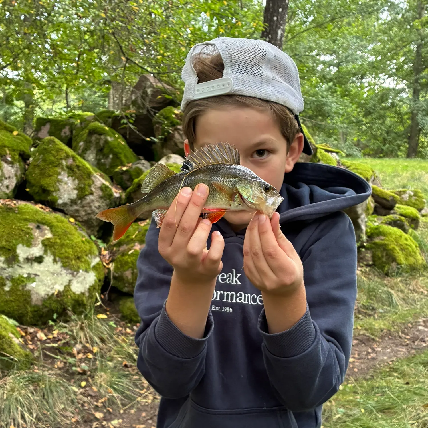 European perch caught on Fishbrain