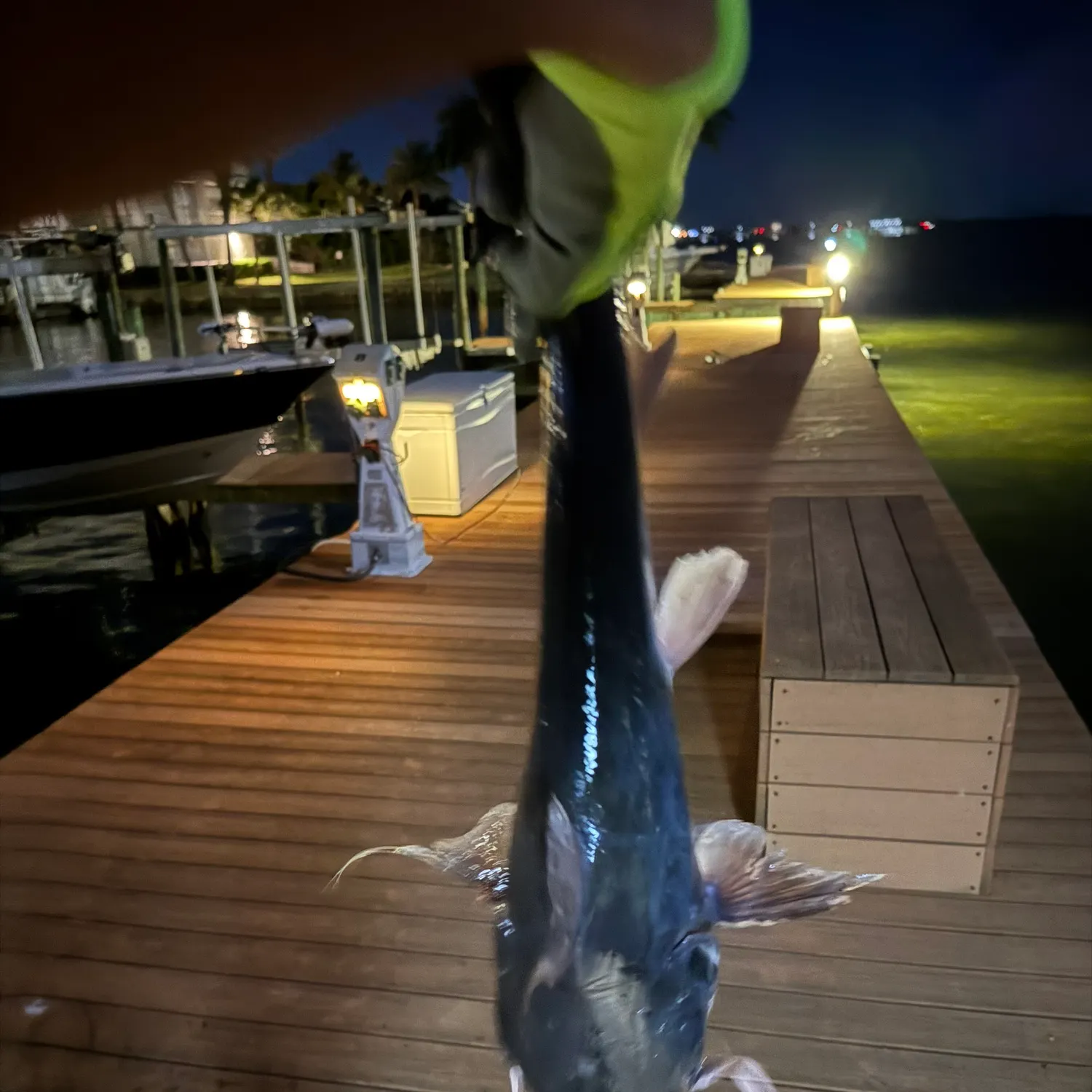 Hardhead sea catfish caught on Fishbrain
