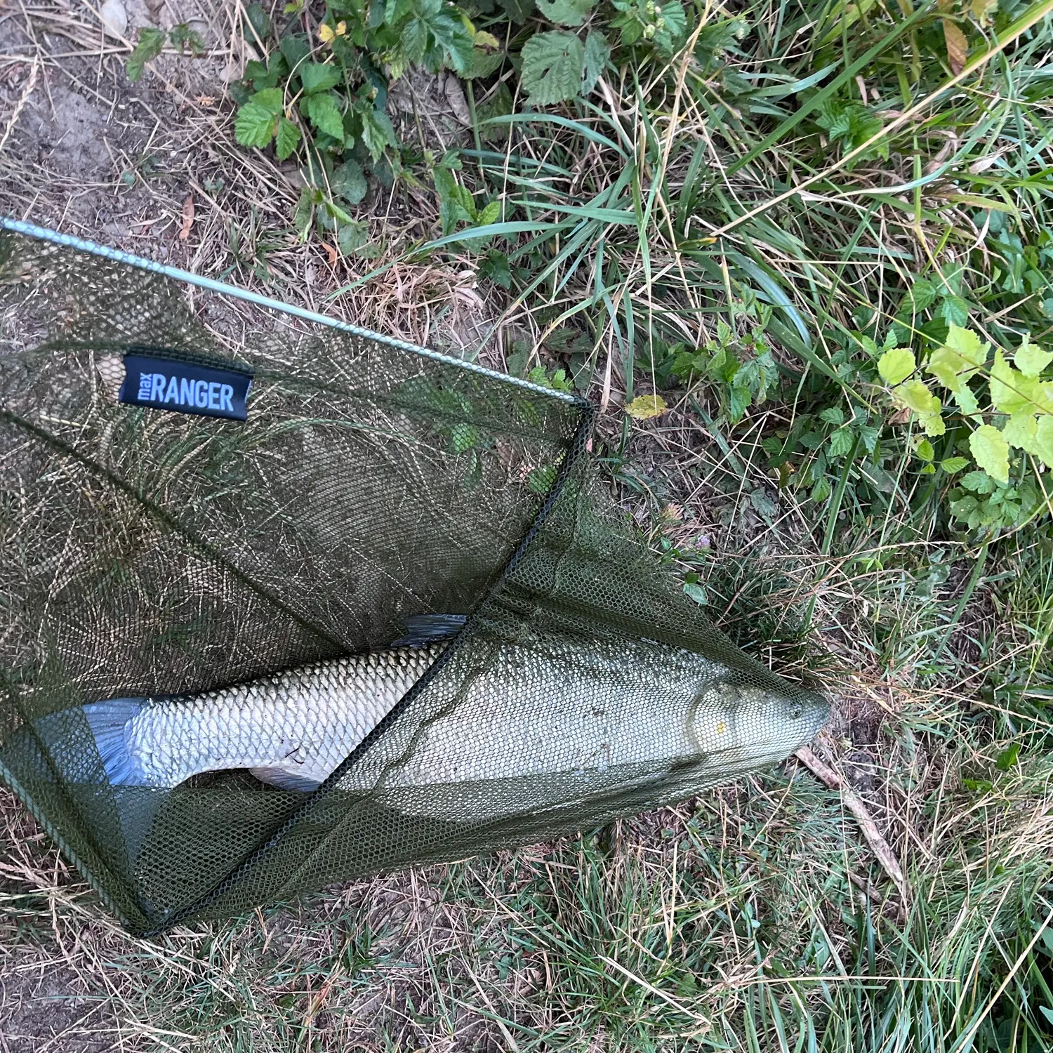 European chub caught on Fishbrain