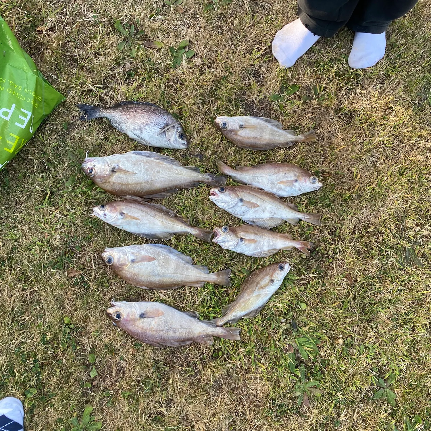 The most recent Pouting catches on Fishbrain