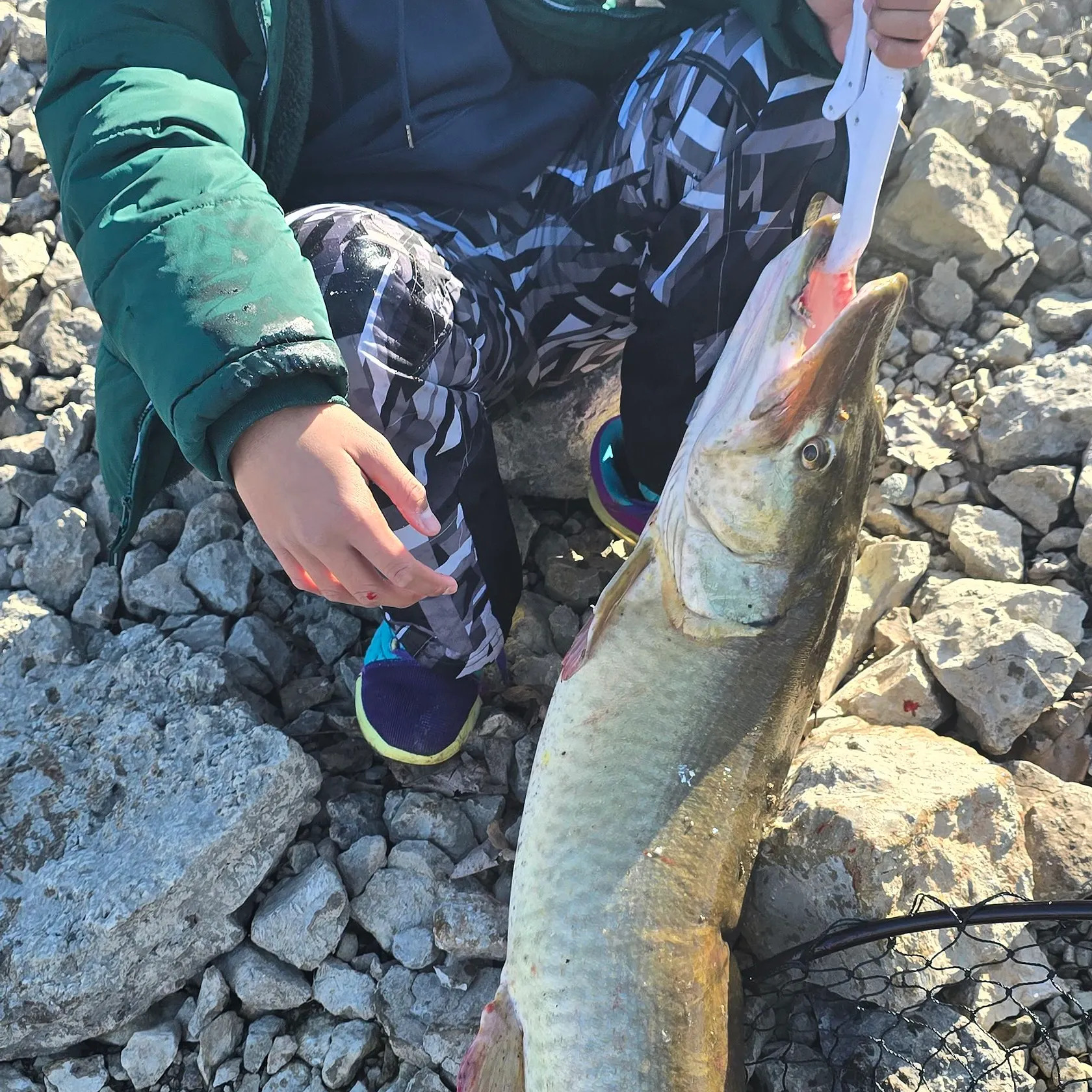 The most recent Muskellunge catches on Fishbrain