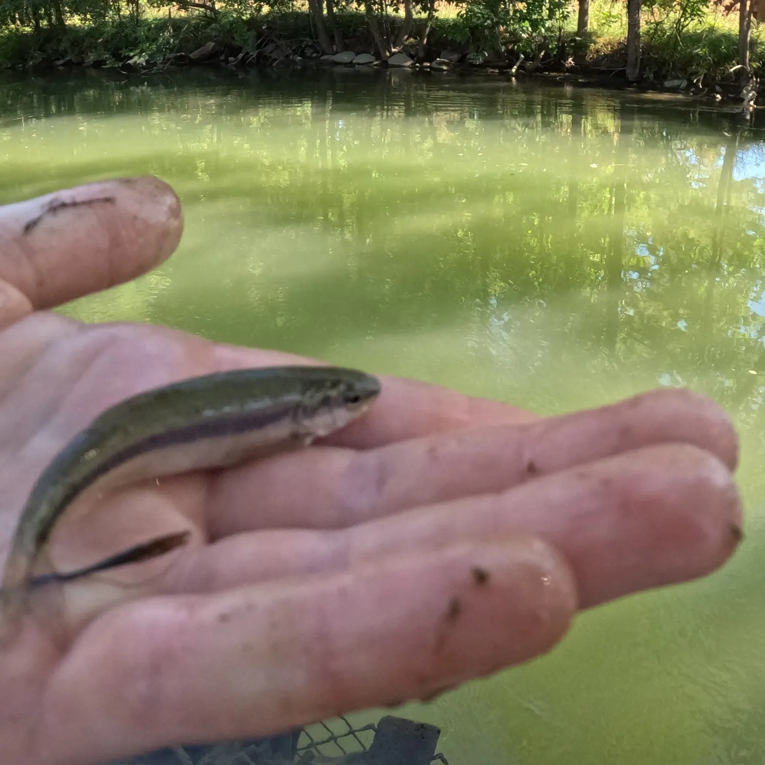 Creek chub caught on Fishbrain