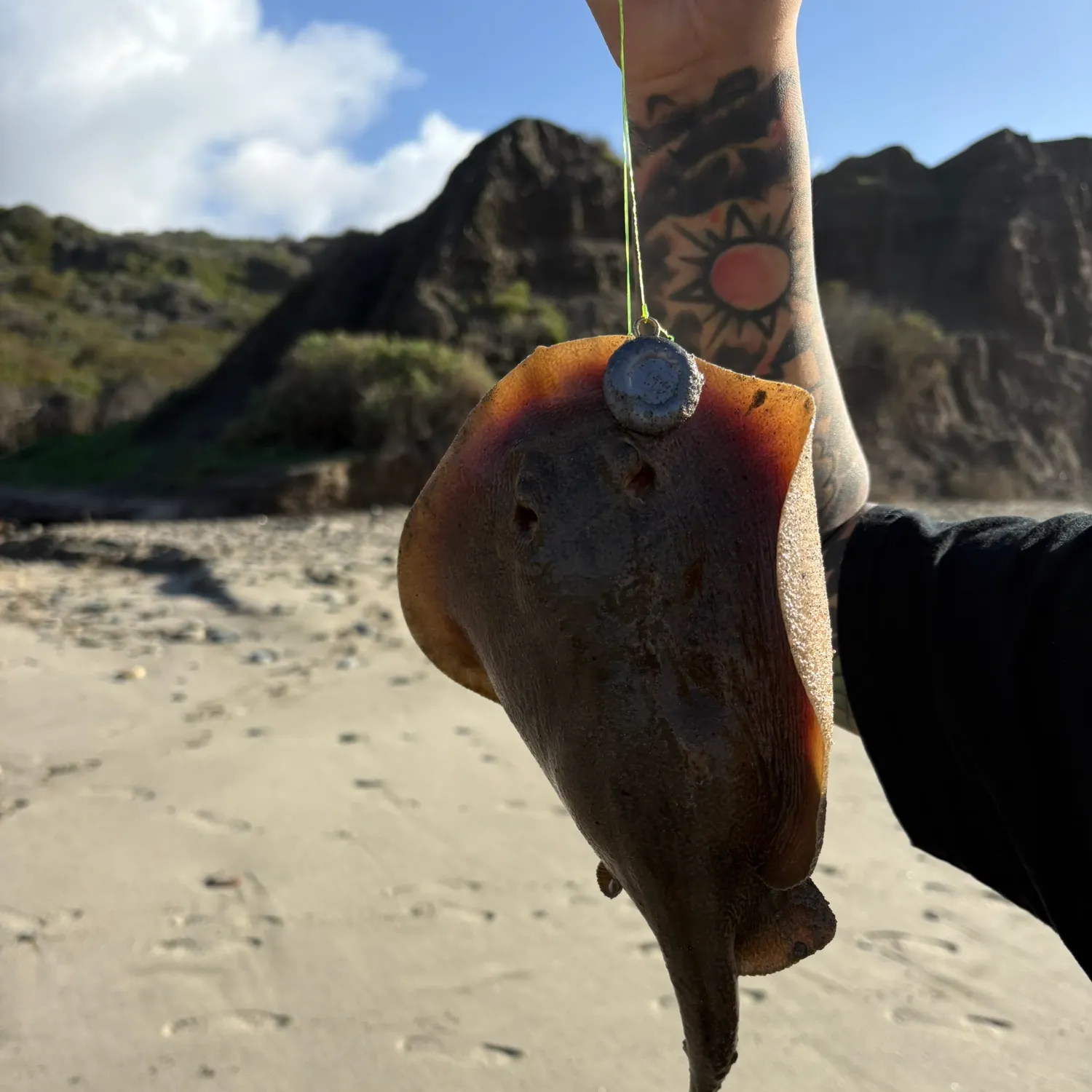 The most recent Haller's round ray catches on Fishbrain