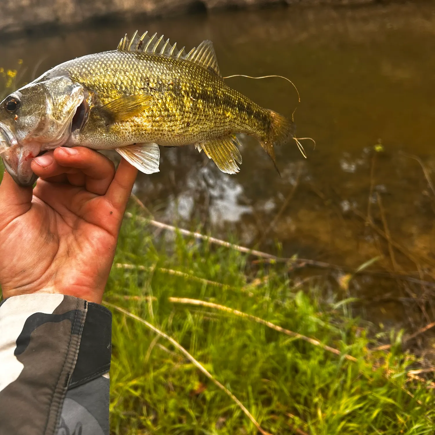The most recent Guadalupe bass catches on Fishbrain