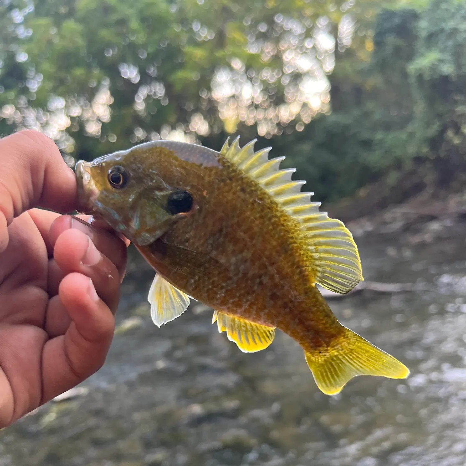Greengill hybrid caught on Fishbrain