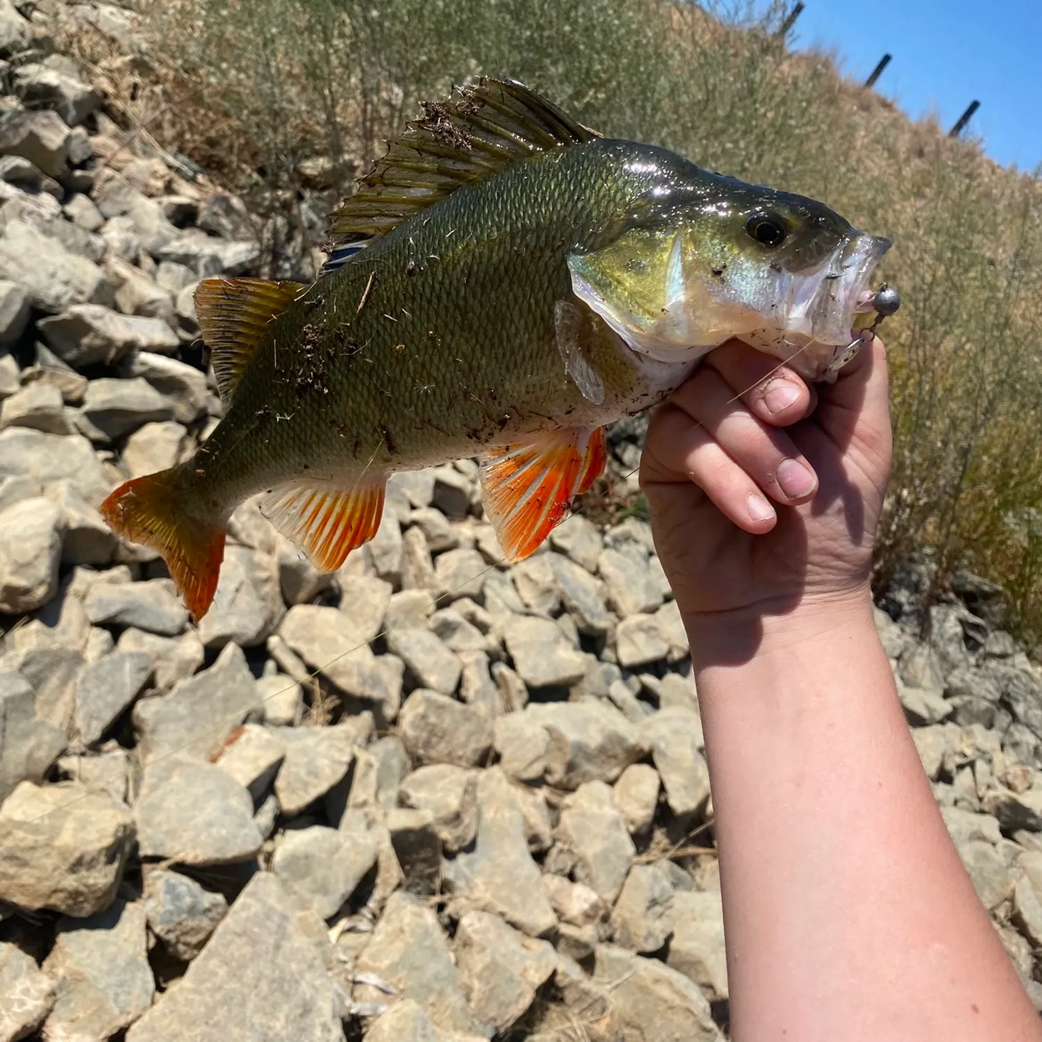 European perch caught on Fishbrain