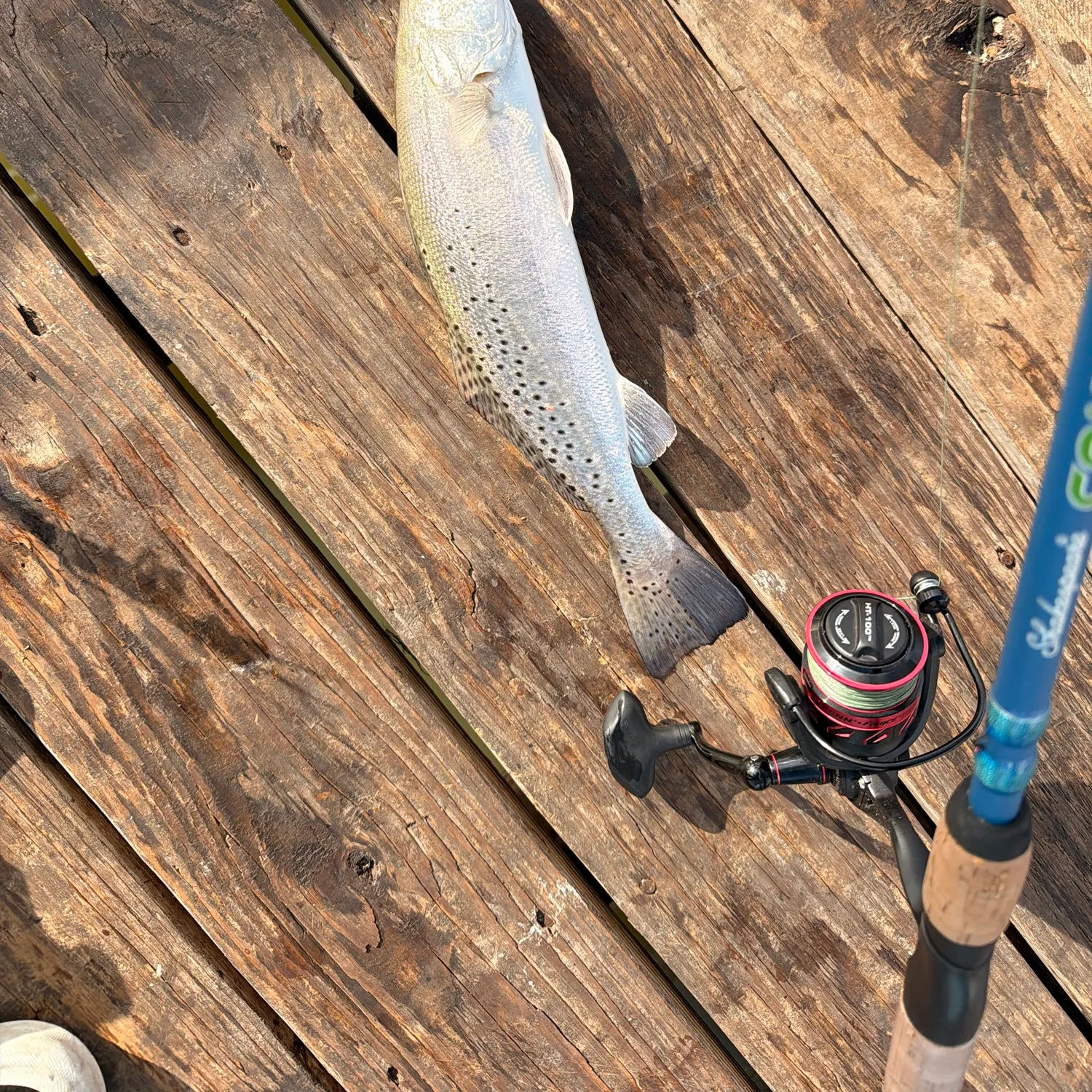 Spotted seatrout caught on Fishbrain