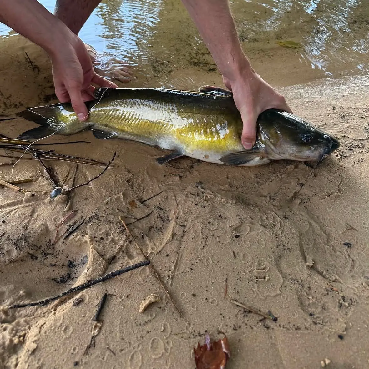 catch