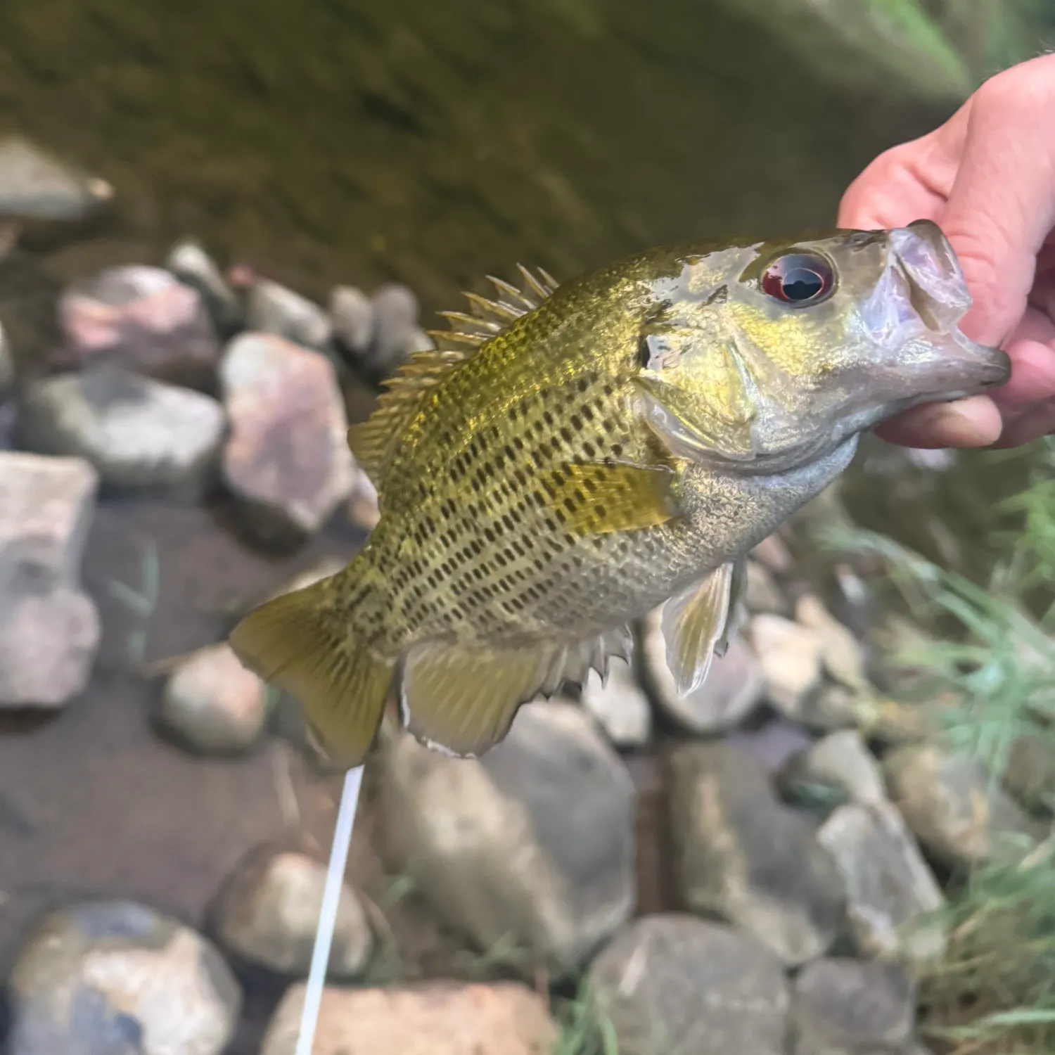 Rock bass caught on Fishbrain