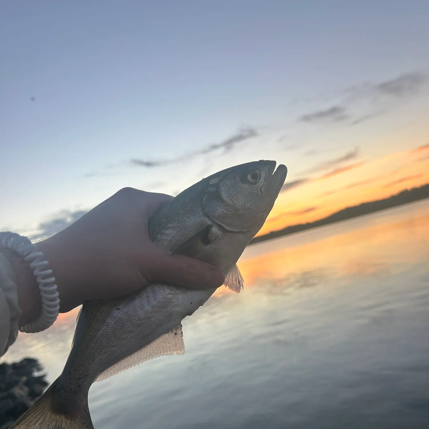 Bluefish caught on Fishbrain