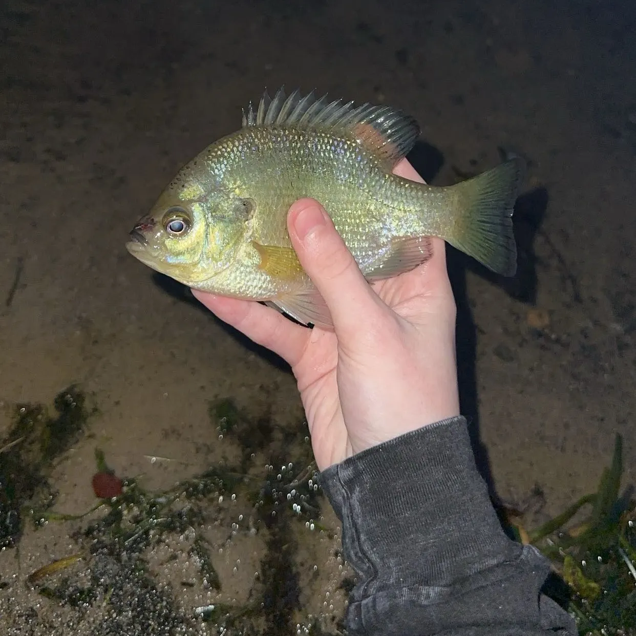Bluegill caught on Fishbrain