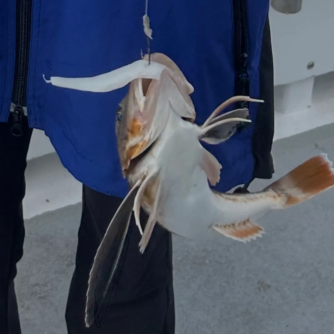The most recent Northern searobin catches on Fishbrain