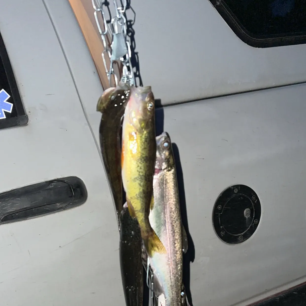 Rainbow trout caught on Fishbrain
