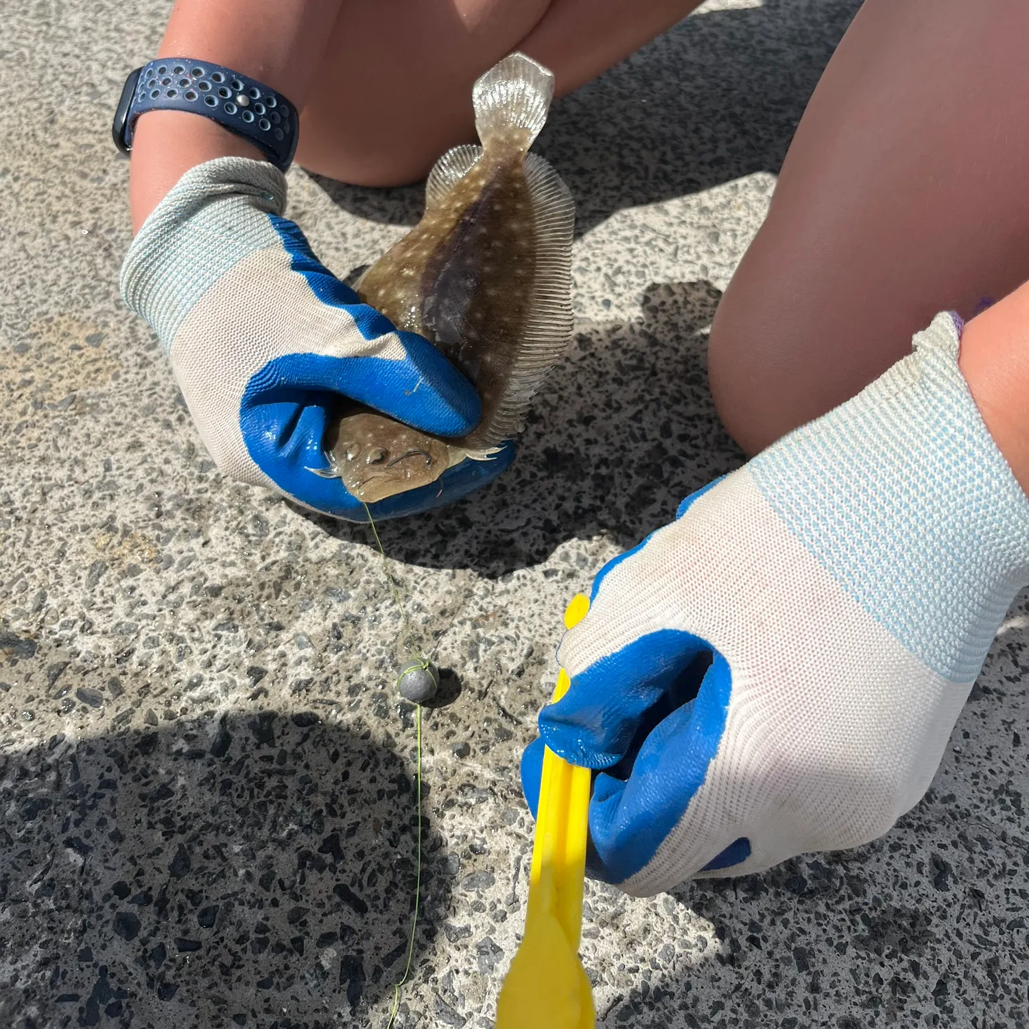 The most recent Yellowbelly flounder catches on Fishbrain