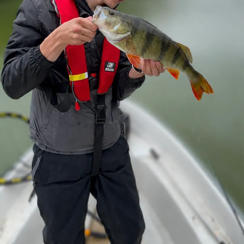 European perch caught on Fishbrain