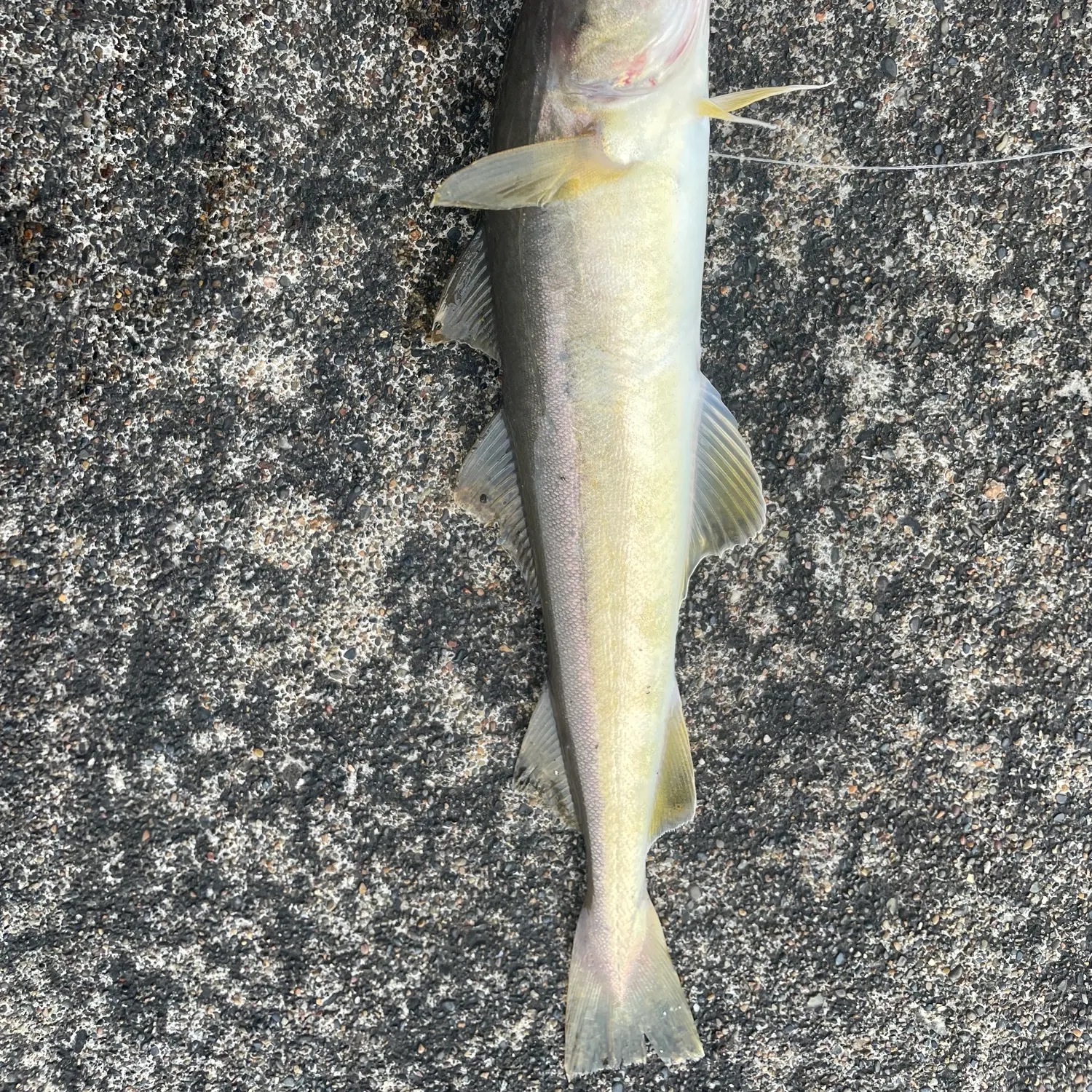 The most recent Saffron cod catches on Fishbrain