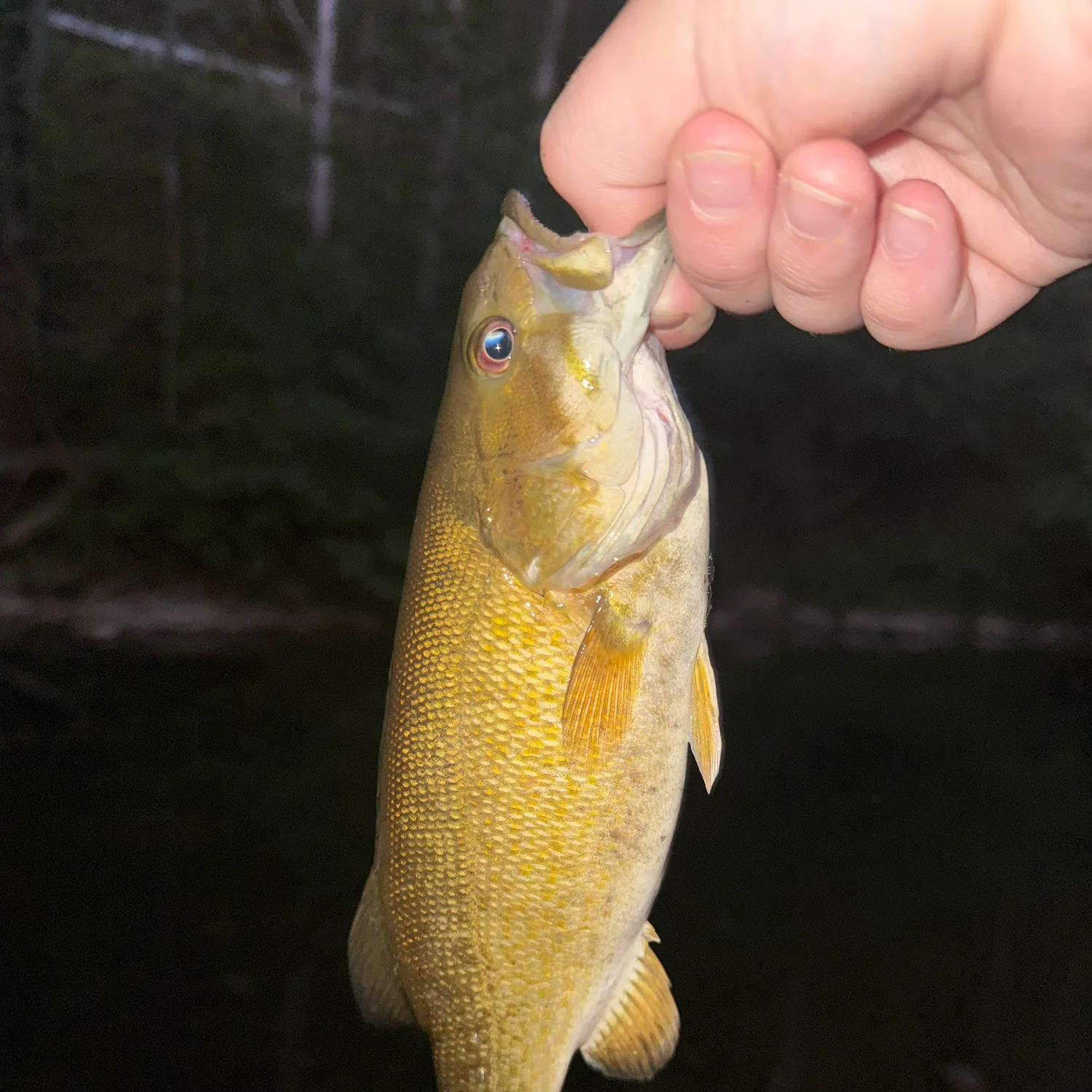 Smallmouth bass caught on Fishbrain