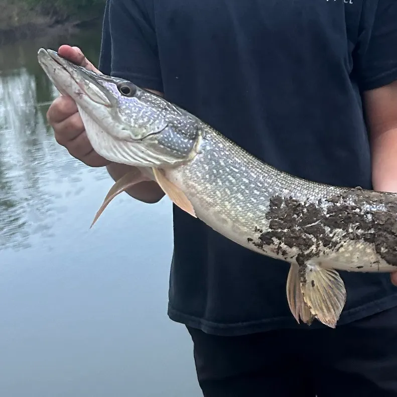 Northern pike caught on Fishbrain