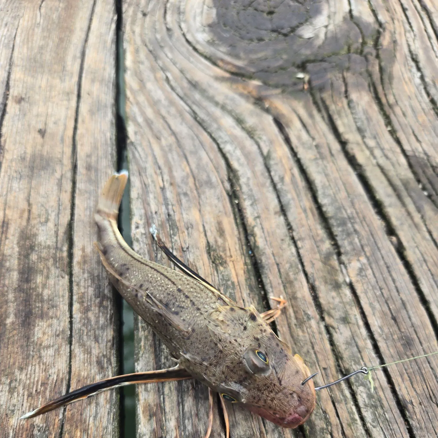 The most recent Striped searobin catches on Fishbrain