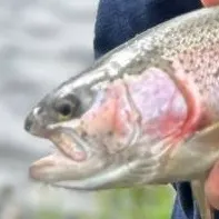 Rainbow trout caught on Fishbrain