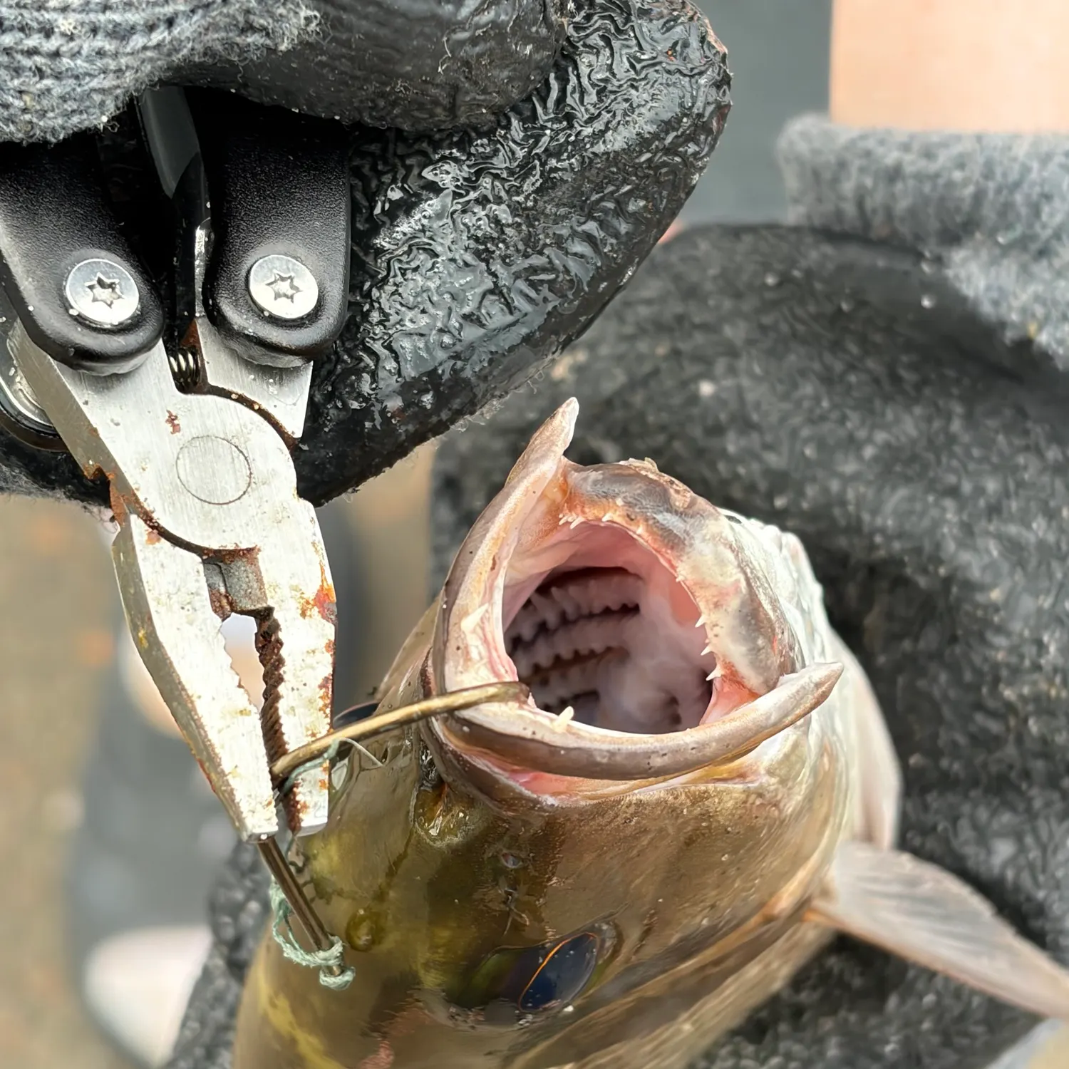 Mangrove snapper caught on Fishbrain
