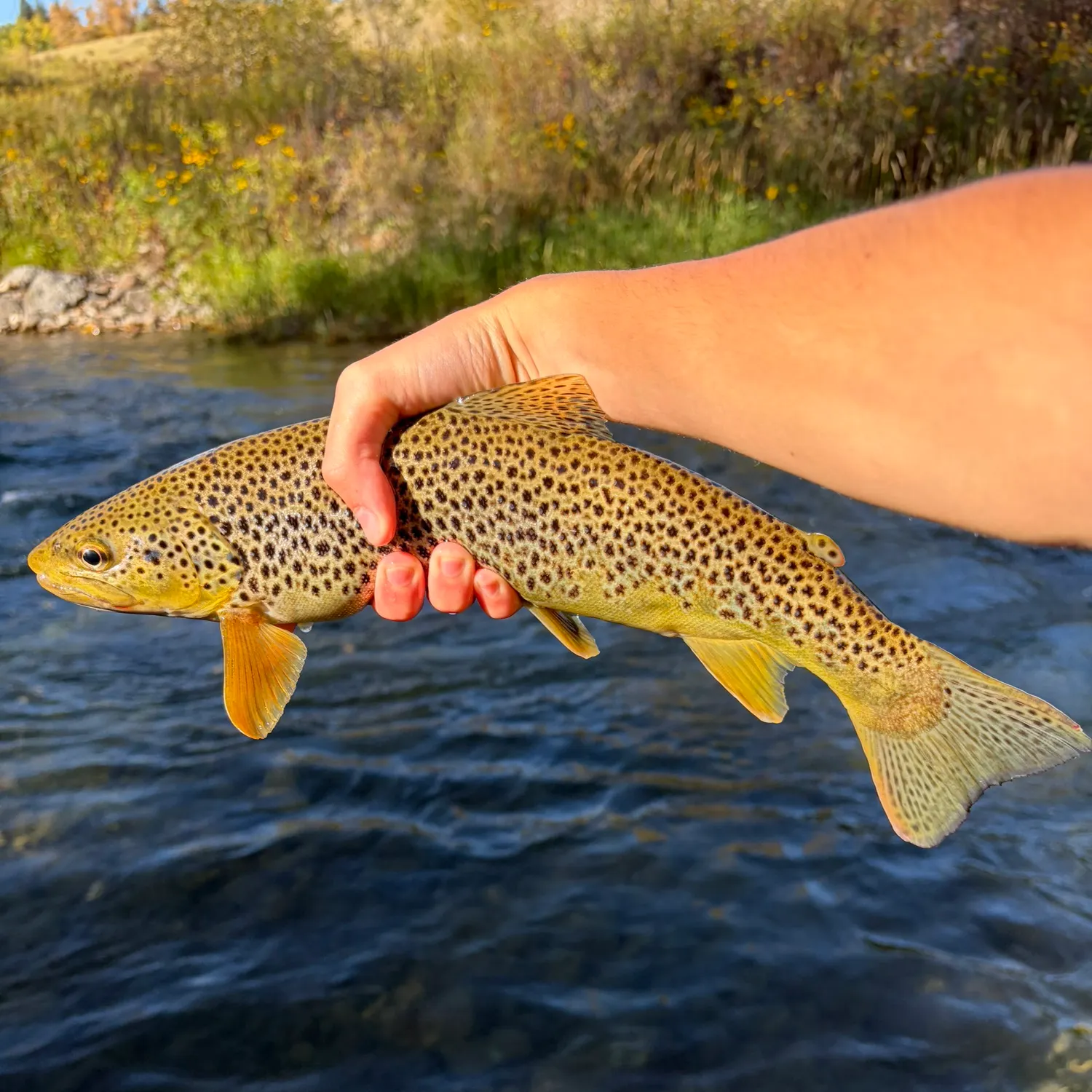 Brown trout caught on Fishbrain
