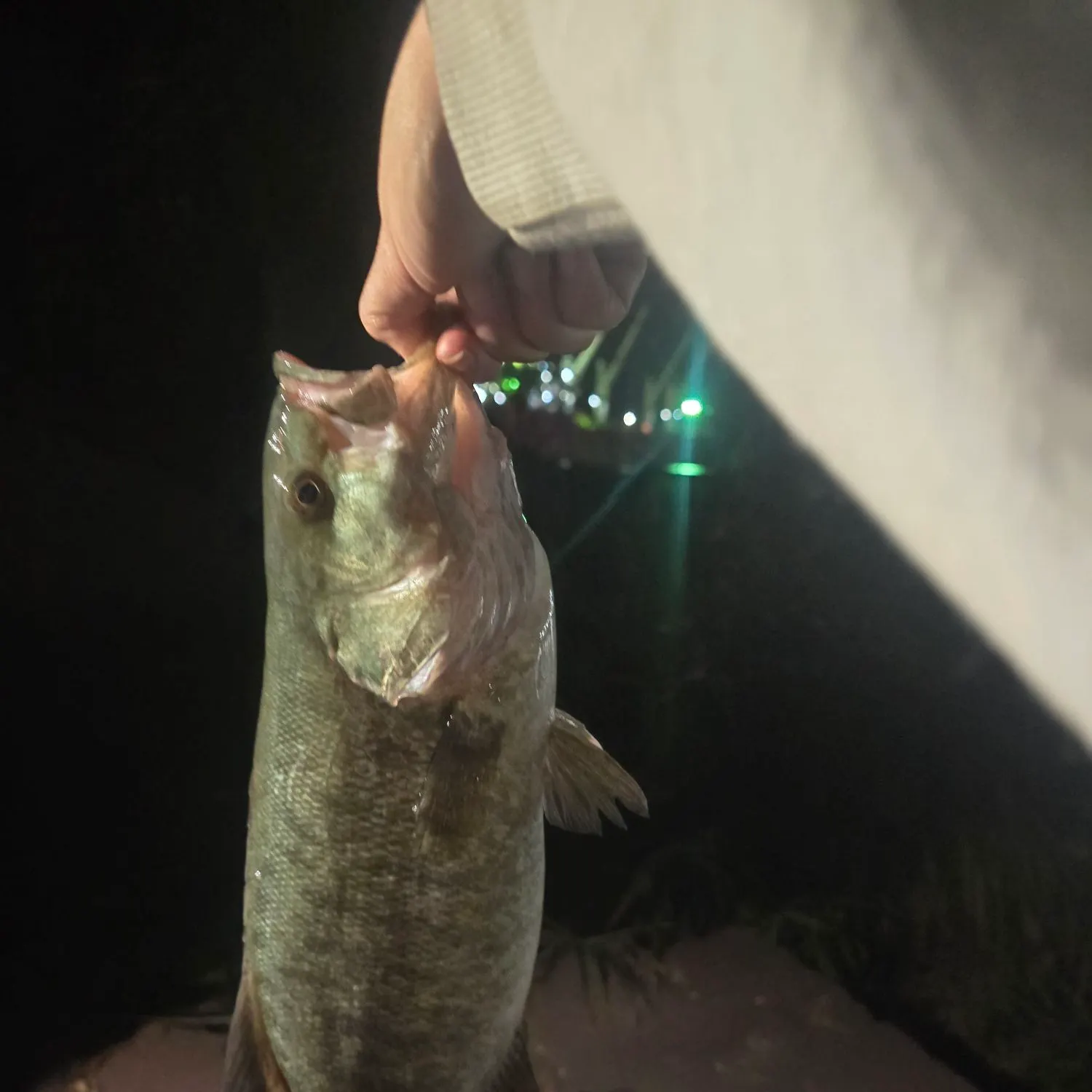 Smallmouth bass caught on Fishbrain