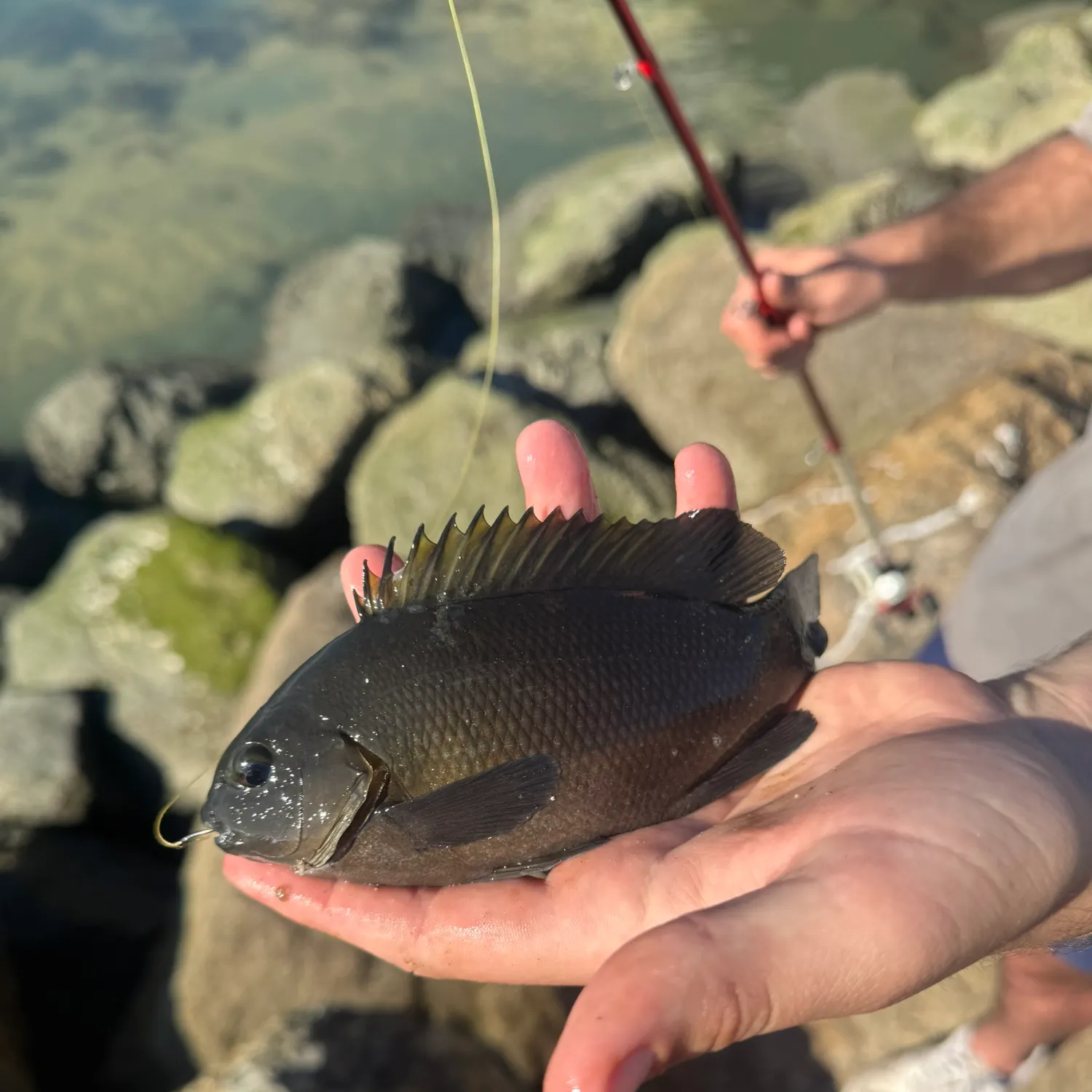 The most recent Opaleye catches on Fishbrain