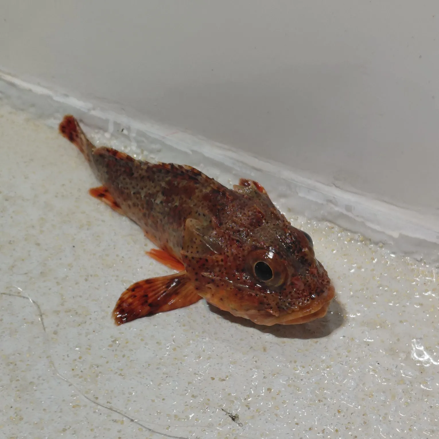 California scorpionfish caught on Fishbrain