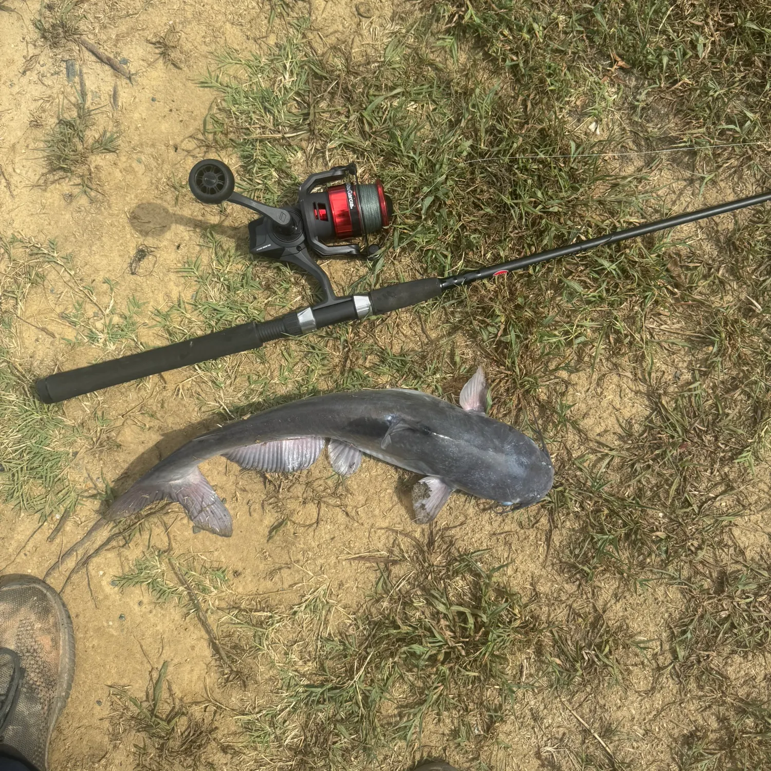 The most recent Blue catfish catches on Fishbrain