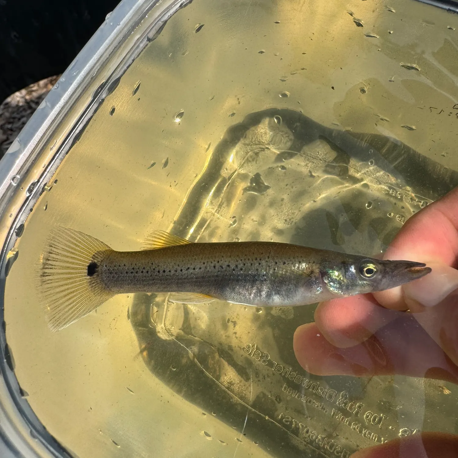 The most recent Pike killifish catches on Fishbrain