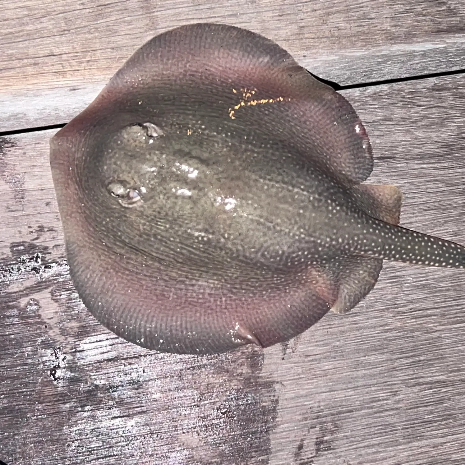 Haller's round ray caught on Fishbrain