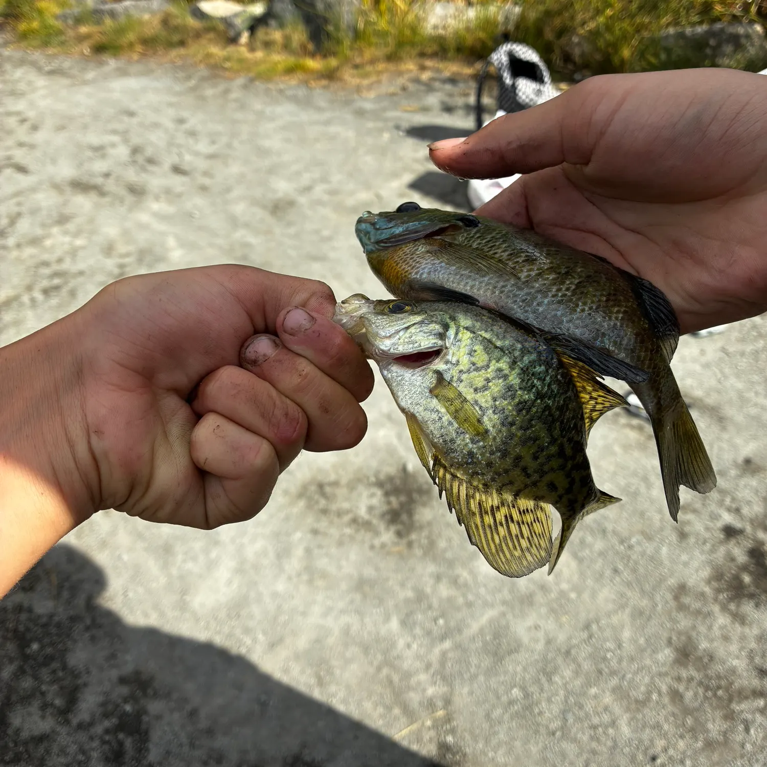 catch