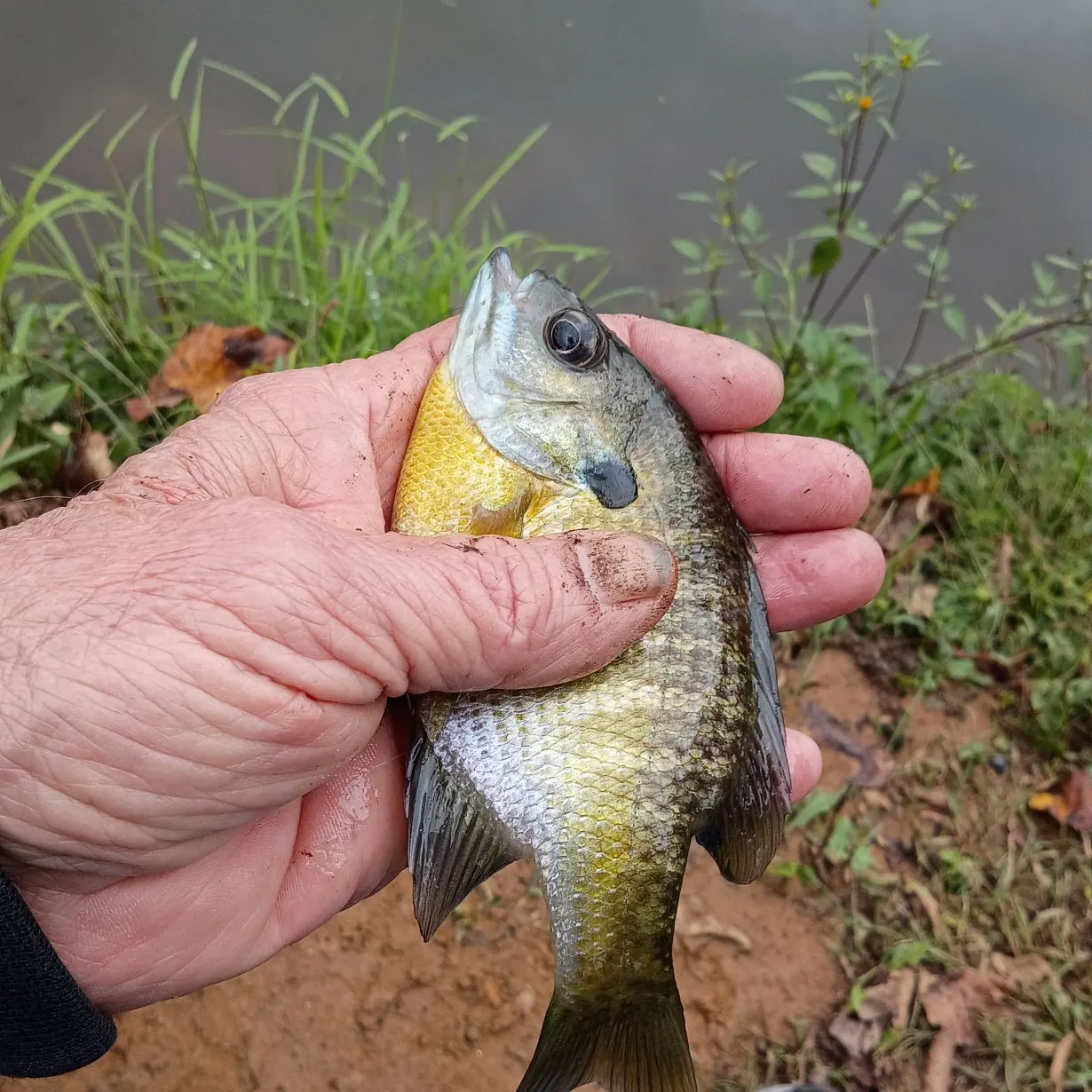 Bluegill caught on Fishbrain