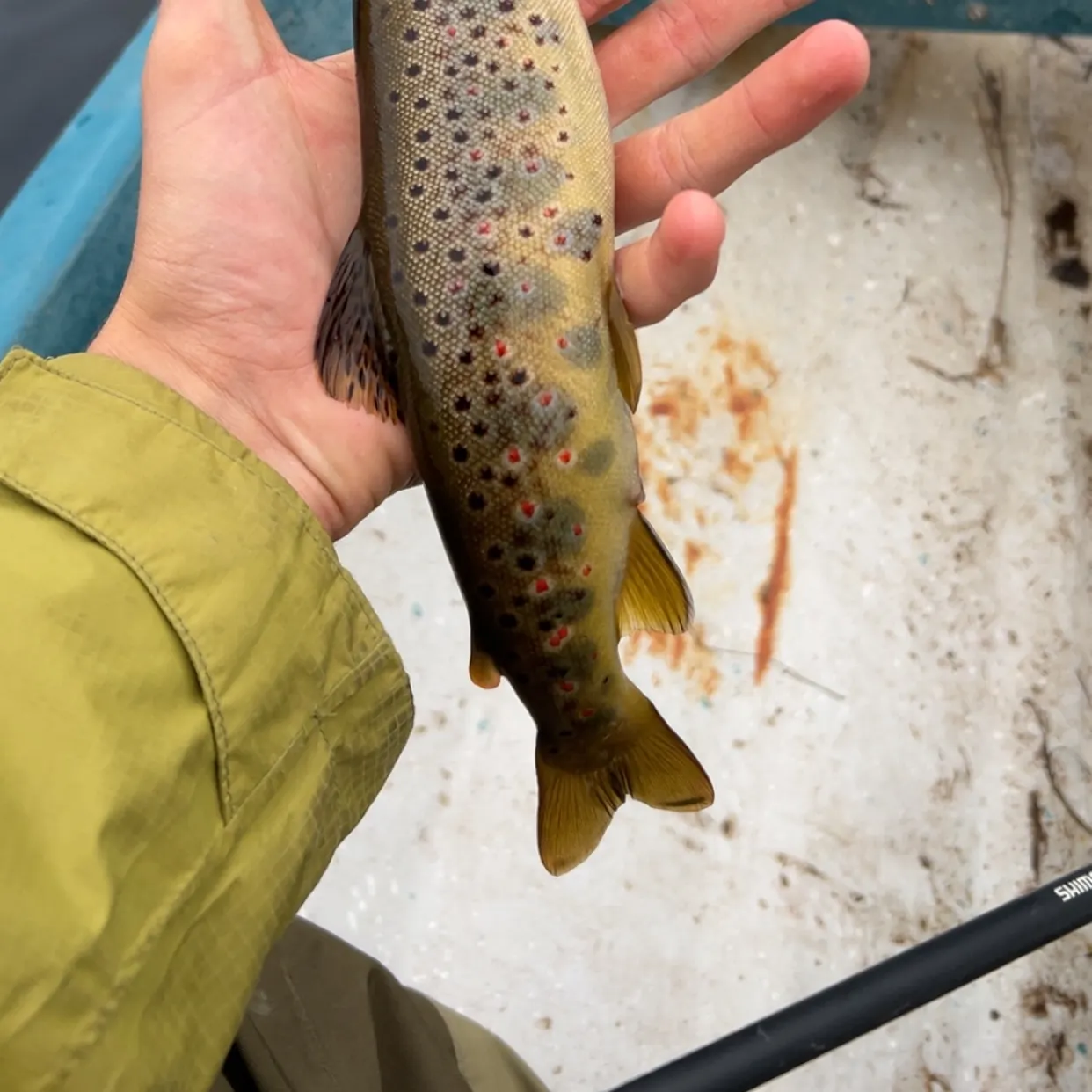 recently logged catches