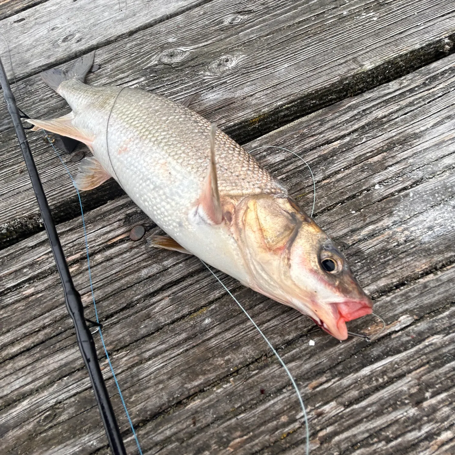 The most recent Peamouth catches on Fishbrain