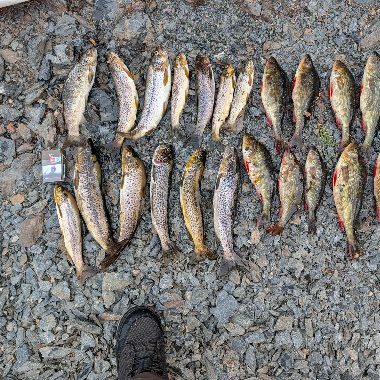 recently logged catches